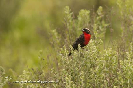 Pecho colorado (White-browed Blackbird) Sturnella superciliaris