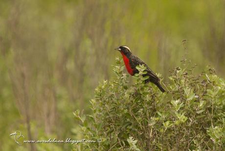 Pecho colorado (White-browed Blackbird) Sturnella superciliaris