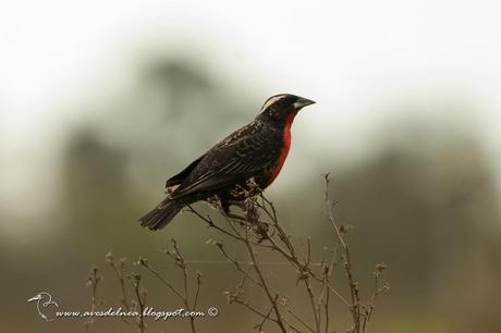 Pecho colorado (White-browed Blackbird) Sturnella superciliaris