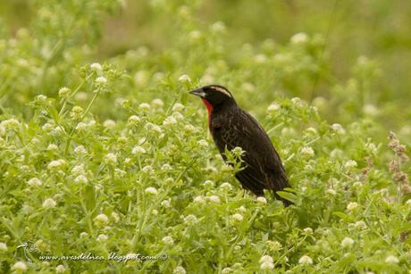 Pecho colorado (White-browed Blackbird) Sturnella superciliaris