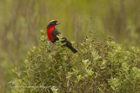 Pecho colorado (White-browed Blackbird) Sturnella superciliaris
