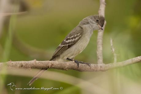 Fiofío grande (Large Elaenia) Elaenia spectabilis