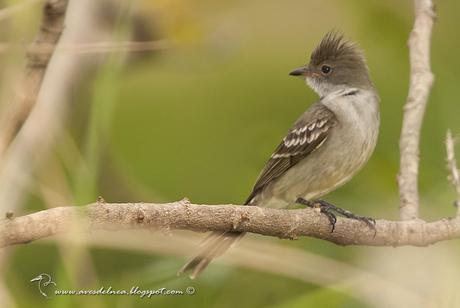 Fiofío grande (Large Elaenia) Elaenia spectabilis