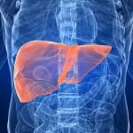 Hígado graso: El tratamiento de la grasa acumulada en las células hepáticas