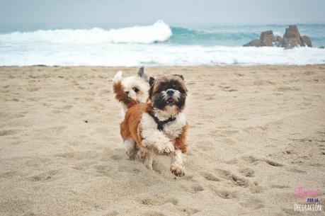 PROYECTO DE LA A A LA Z: 