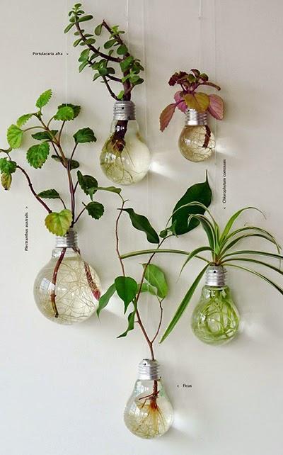 Decorando con plantas / Decorating with plants