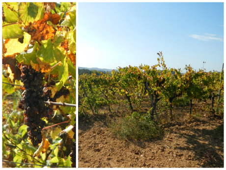 Visita a las cavas Vilaranau. Sant Sadurní d'Anoia