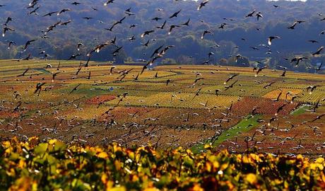 De nuevo el otoño