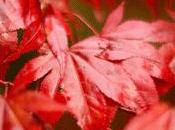 nuevo otoño