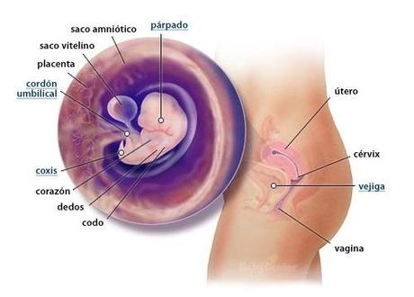 embrion en semana 7 de embarazo