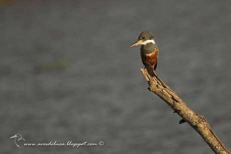 Martín pescador grande (Ringed Kingfisher) Megaceryle torquata