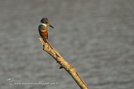 Martín pescador grande (Ringed Kingfisher) Megaceryle torquata