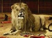 significado real soñar domar domesticar