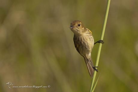 Mosqueta estriada (Bran-colored Flycatcher) Myiophobus fasciatus