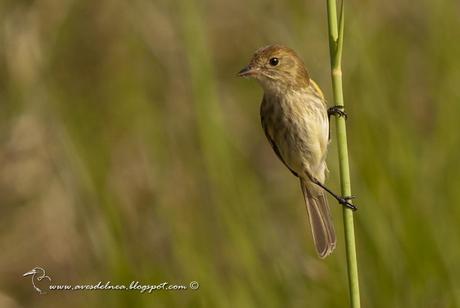 Mosqueta estriada (Bran-colored Flycatcher) Myiophobus fasciatus