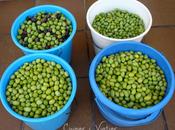 Receta casera aceitunas (con sosa, partidas, negras enteras)