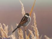 Escribano palustre-Emberiza schoeniclus-Common reed bunting