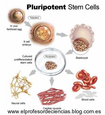 CÉLULAS iPS EN CLÍNICA HUMANA