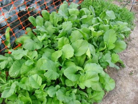 LA ACTIVIDAD EN EL HUERTO EN OCTUBRE 2014