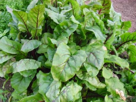 LA ACTIVIDAD EN EL HUERTO EN OCTUBRE 2014