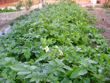 LA ACTIVIDAD EN EL HUERTO EN OCTUBRE 2014