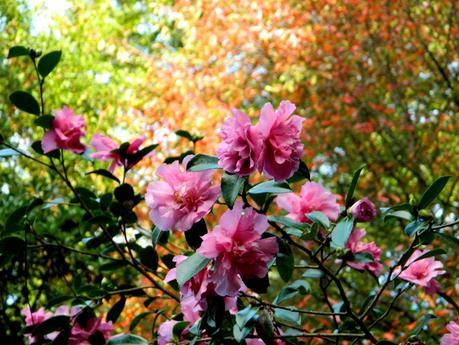 El jardín de La Saleta en Otoño, del 15-31 de octubre de 2014. Saleta's Garden in Autumn, 15-31 october 2014.