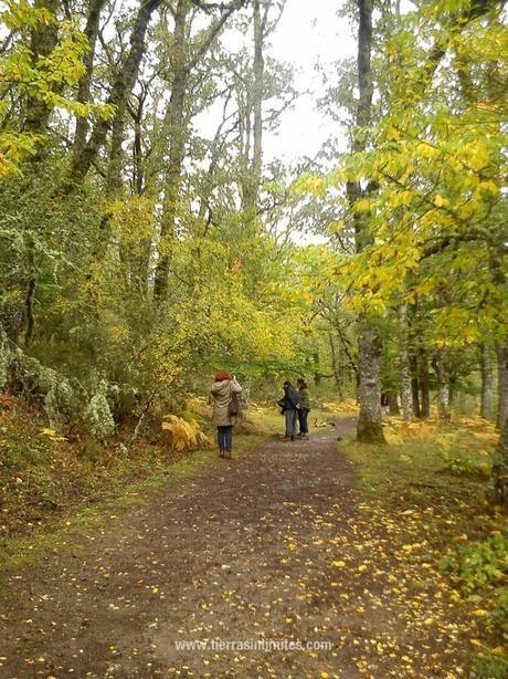 Hayedo de Montejo, el lienzo del otoño El Hayedo de Montejo