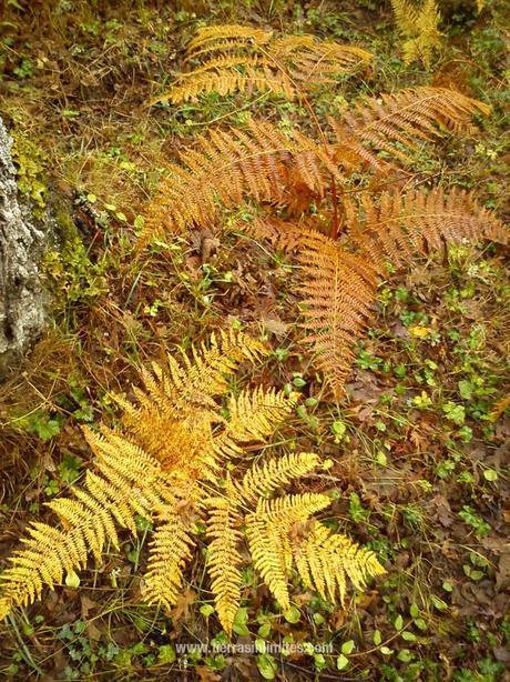 Hayedo de Montejo, el lienzo del otoño El Hayedo de Montejo