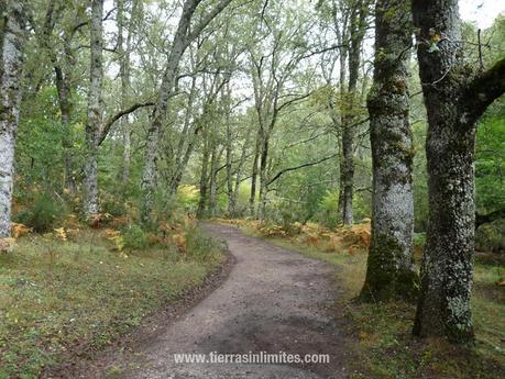 Hayedo de Montejo, el lienzo del otoño El Hayedo de Montejo