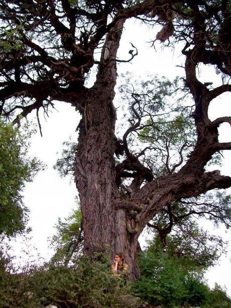 Carina Sedevich (9): Cosas dentro de otra cosa (y b):