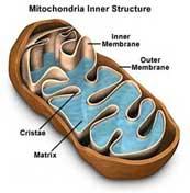 Mitocondria