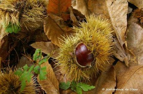 Tiempo de castañas...