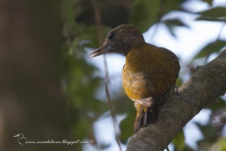 Carpintero oliva chico (Little Woodpecker) Veniliornis passerinus
