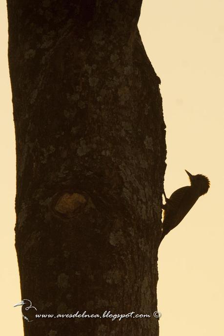 Carpintero oliva chico (Little Woodpecker) Veniliornis passerinus