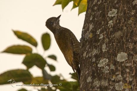 Carpintero oliva chico (Little Woodpecker) Veniliornis passerinus