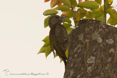 Carpintero oliva chico (Little Woodpecker) Veniliornis passerinus