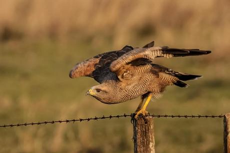 Aguilucho colorado (Savanna Hawk) Buteogallus meridionalis