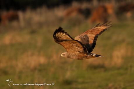 Aguilucho colorado (Savanna Hawk) Buteogallus meridionalis