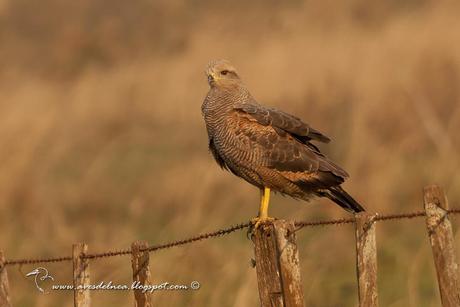 Aguilucho colorado (Savanna Hawk) Buteogallus meridionalis