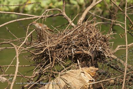 Curutié colorado (Yellow-throated Spinetail) Certhiaxis cinnamomea