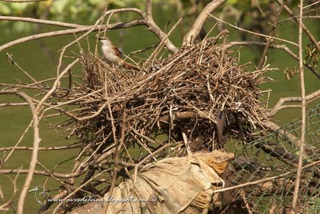 Curutié colorado (Yellow-throated Spinetail) Certhiaxis cinnamomea