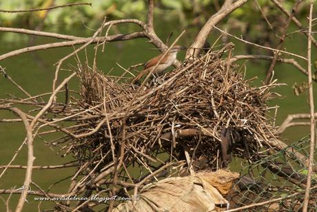 Curutié colorado (Yellow-throated Spinetail) Certhiaxis cinnamomea