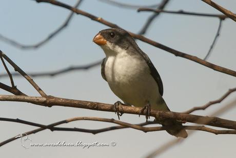 Corbatita blanco (White-bellied Seedeater) Sporophila leucoptera ♂