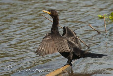 SMA_56Biguá (Neotropic Cormorant) Phalacrocorax brasilianus79