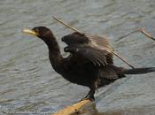 Biguá (Neotropic Cormorant) Phalacrocorax brasilianus