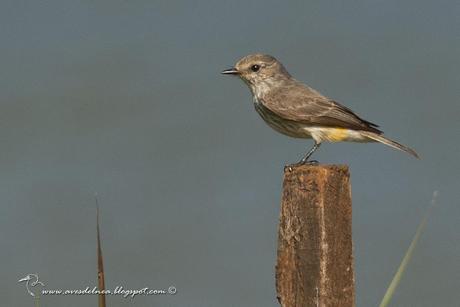 Churrinche (Vermillion Flycatcher) Pyrocephalus rubinus ♀