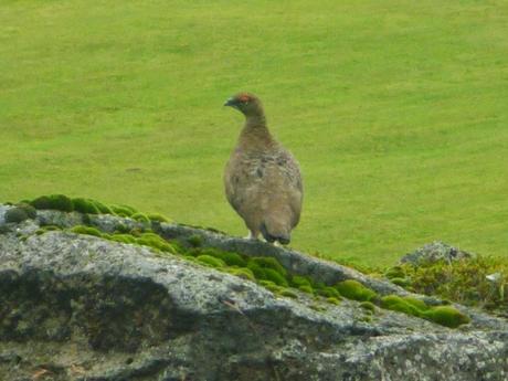 Perdiz nival (Islandia) - The Rock Ptarmigan (Iceland)