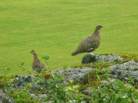 Perdiz nival (Islandia) - The Rock Ptarmigan (Iceland)