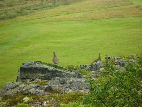 Perdiz nival (Islandia) - The Rock Ptarmigan (Iceland)
