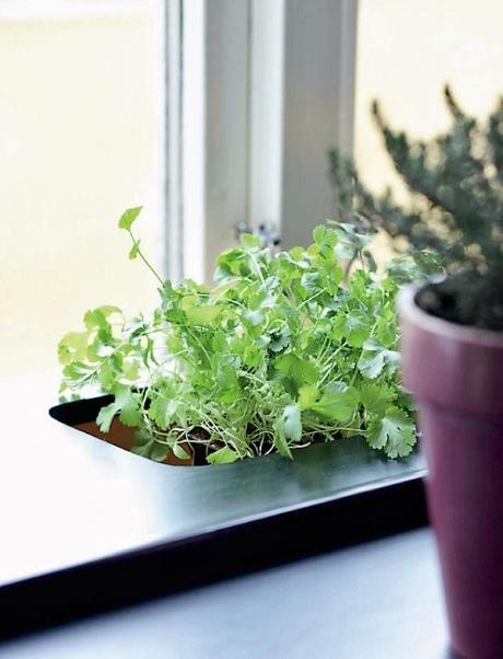 UNA COCINA CON PINCELADA EN MORADO + DIY MACETA CON PIZARRA